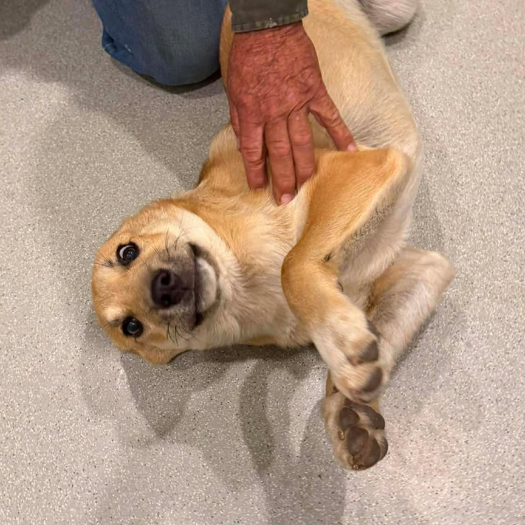 Brooks, a Adoptable Mixed Breed in Oxford, ME image 4/4