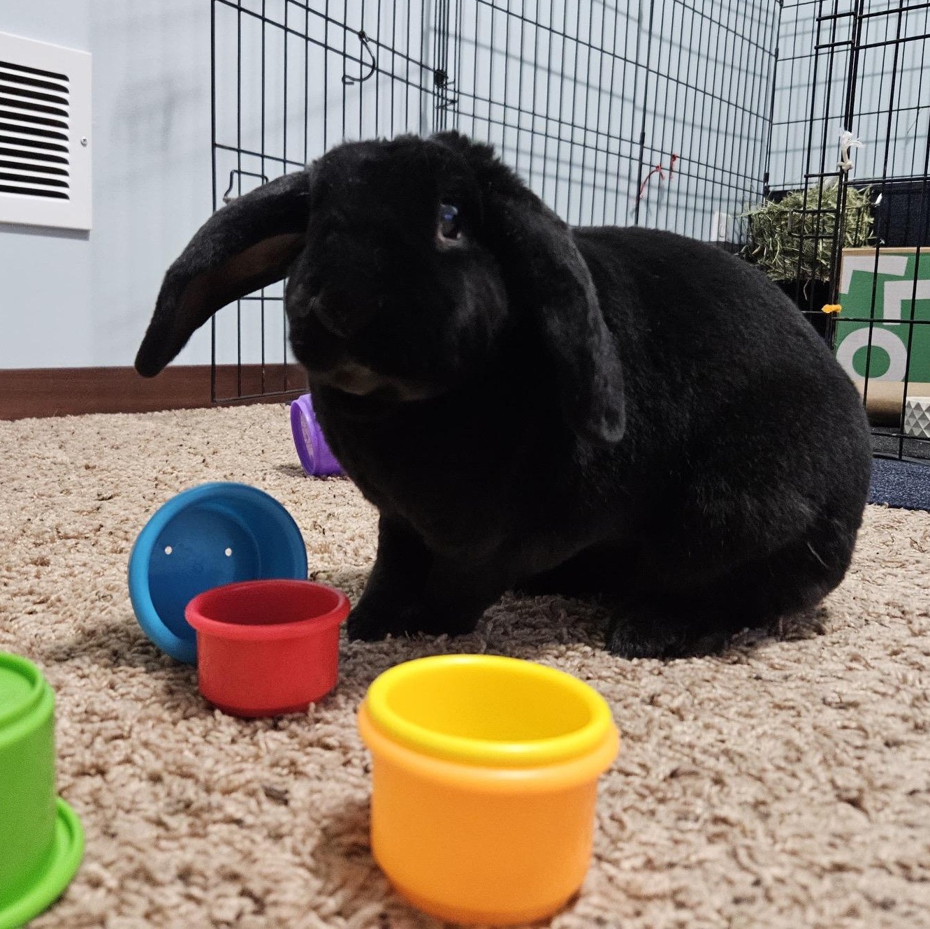 Enlarge Charcoal, a Adoptable mixed breed in Edina, MN image 2/2