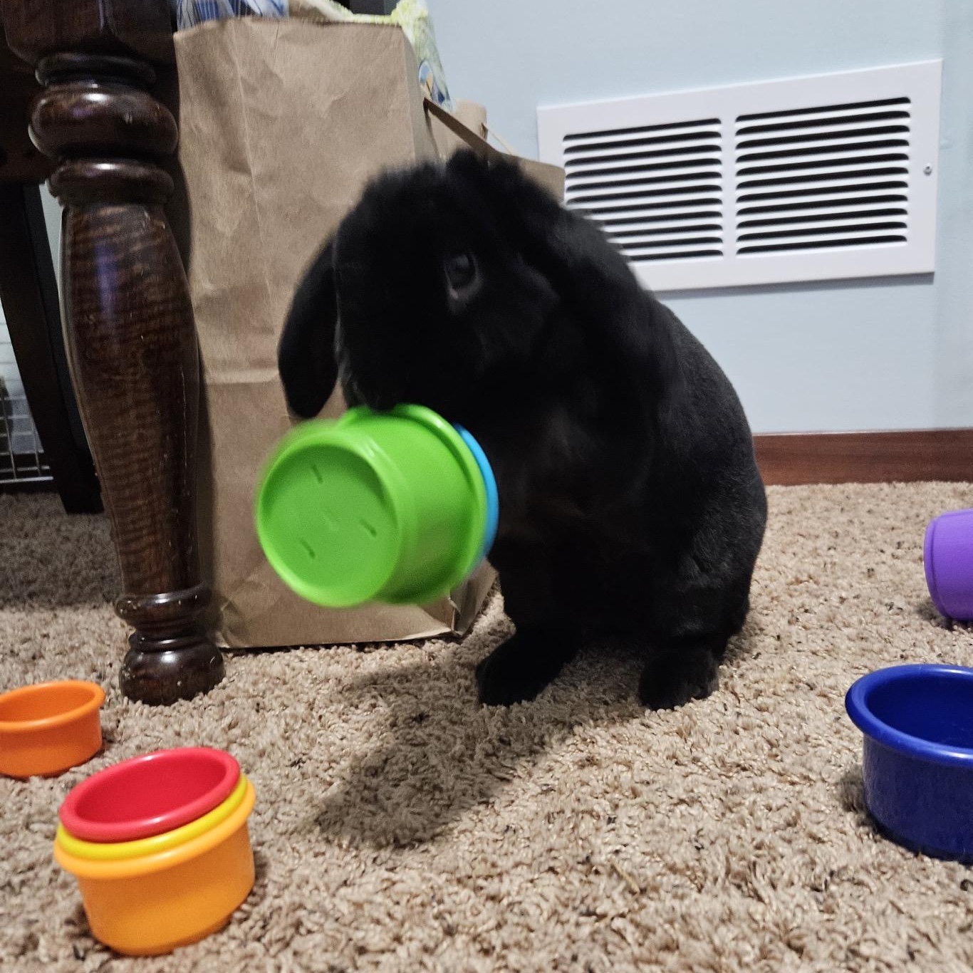 Enlarge Charcoal, a Adoptable mixed breed in Edina, MN image 1/2