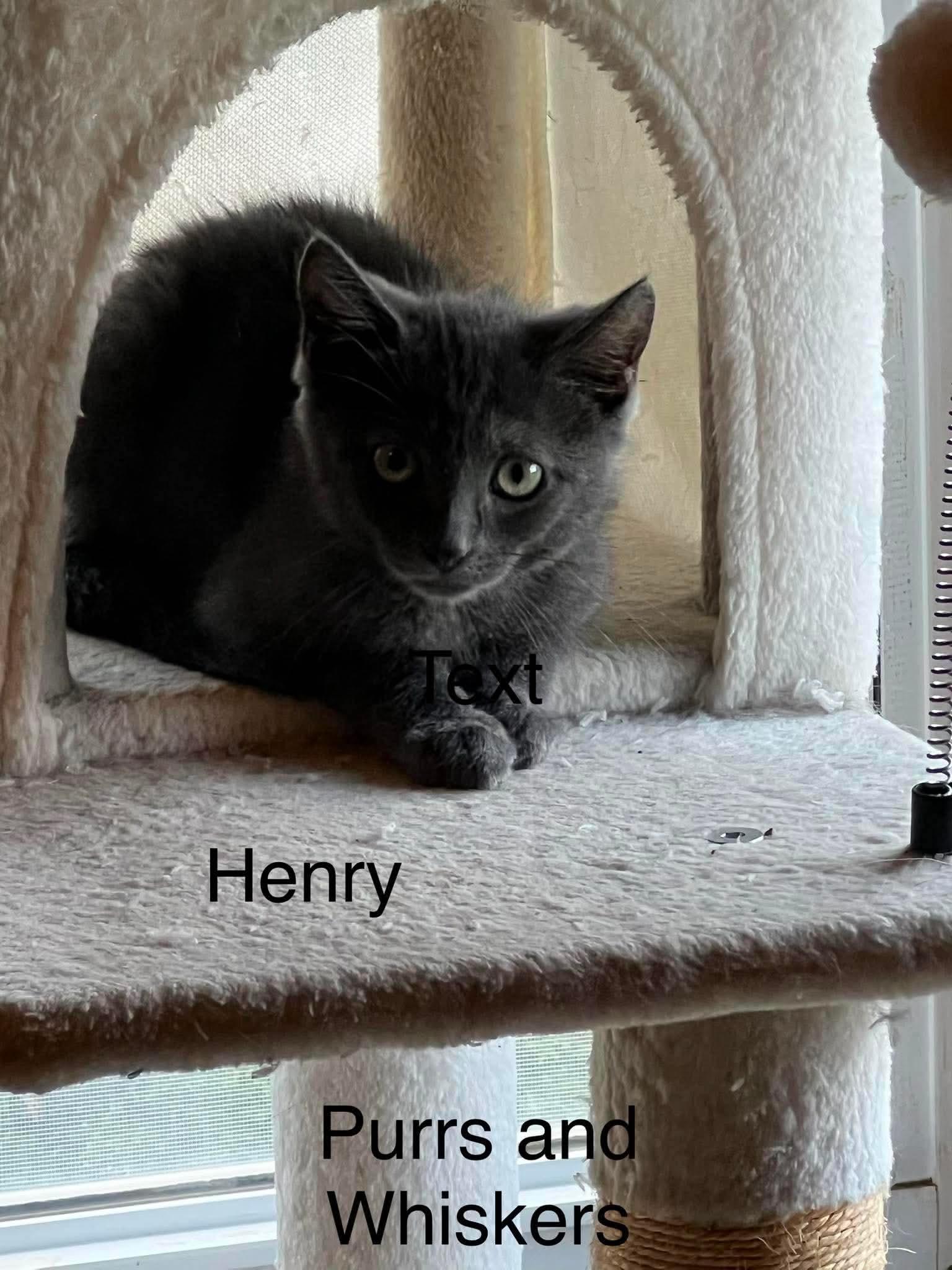 Enlarge Henry, a ADOPTABLE Domestic Short Hair in New Hartford, NY image 1/1