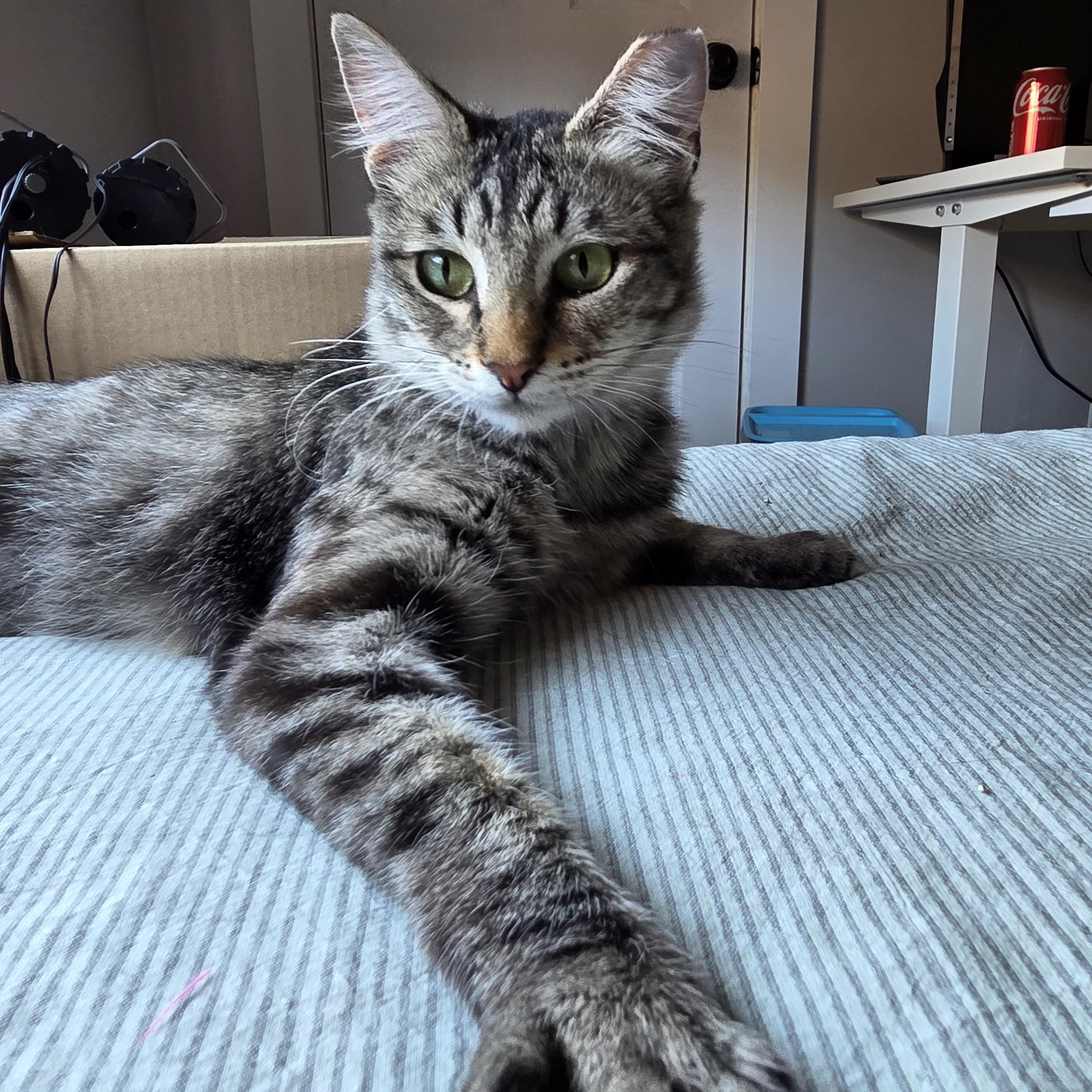 Friday (Female Cat) Domestic Medium Hair Cat