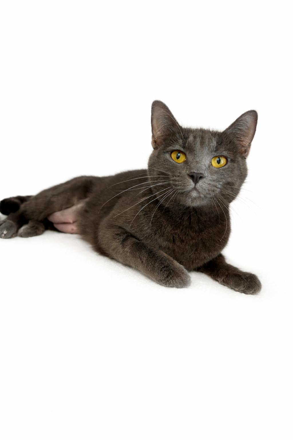 Enlarge Pearl, a ADOPTABLE Domestic Short Hair in Rock Springs, WY image 1/1