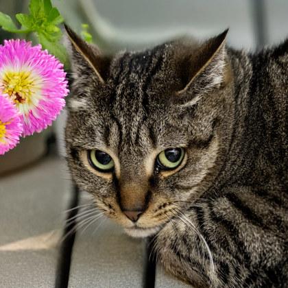 Ginger, Adoptable, Adult Female Domestic Short Hair & Domestic Short Hair.