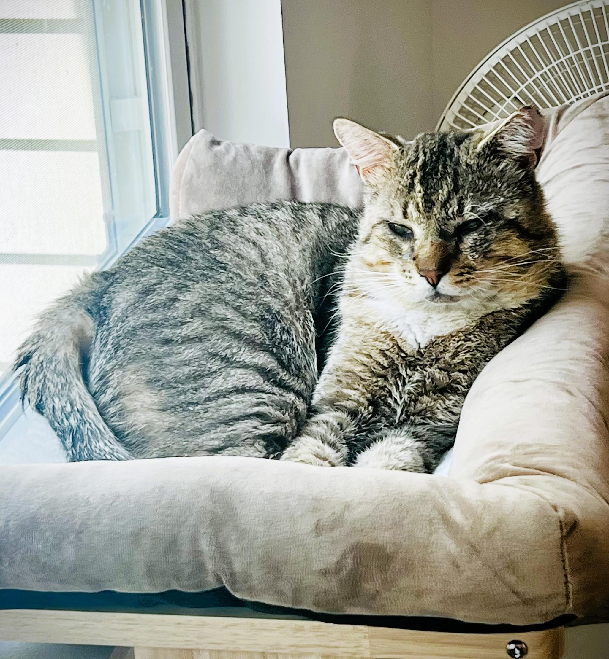Mufasa, a Adoptable Domestic Short Hair in Charlotte, NC image 3/4