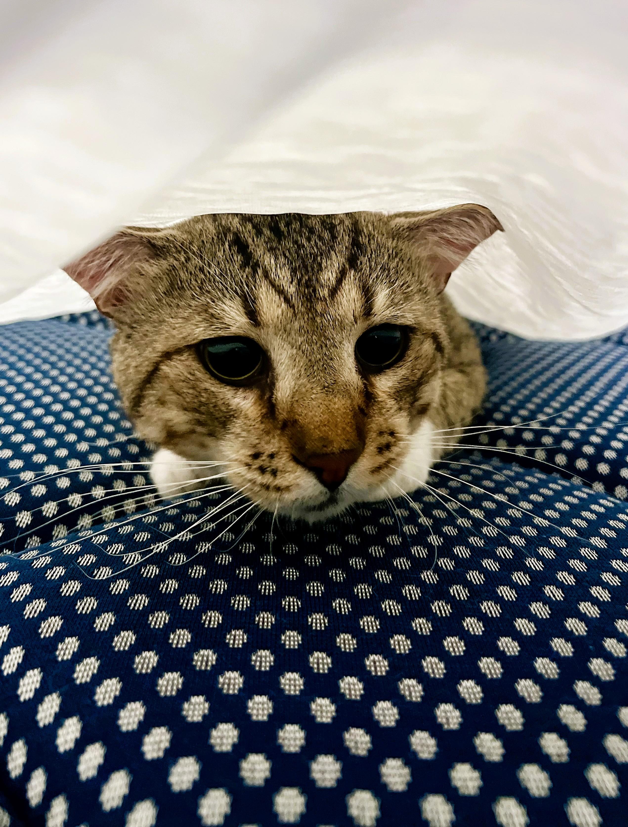 Mufasa, a Adoptable Domestic Short Hair in Charlotte, NC image 2/4