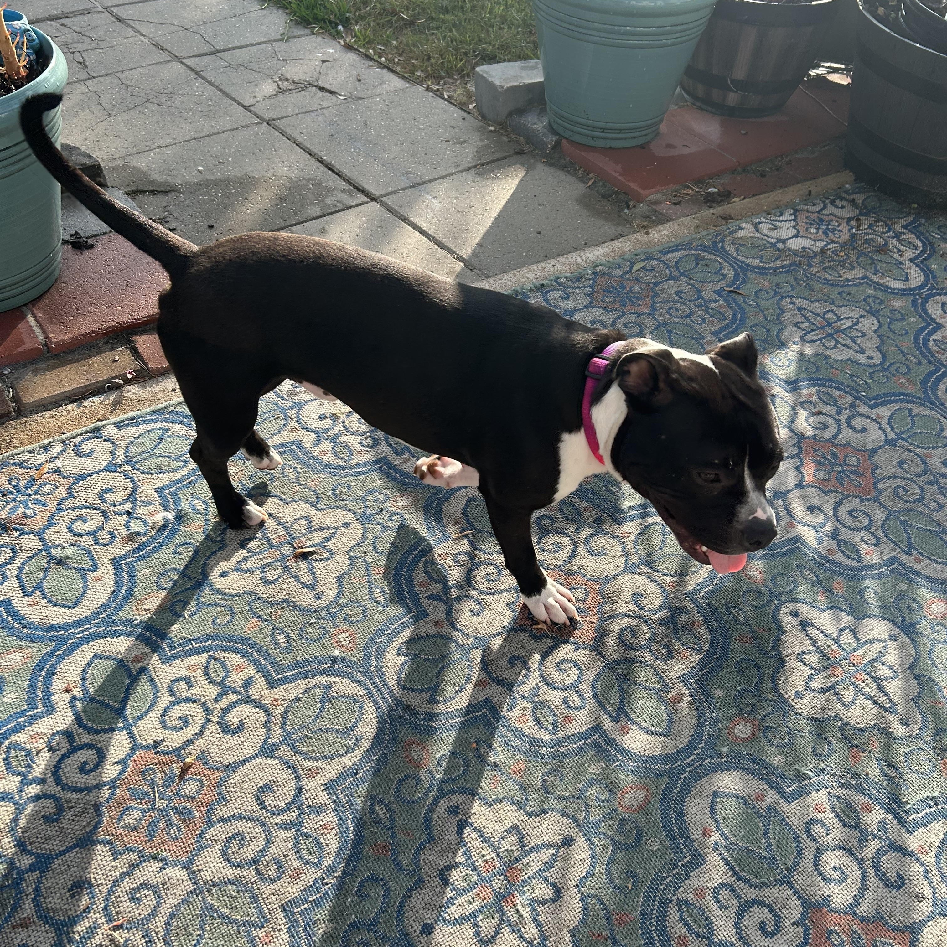 Enlarge Bandit, a Adoptable mixed breed in Austin, TX image 3/5