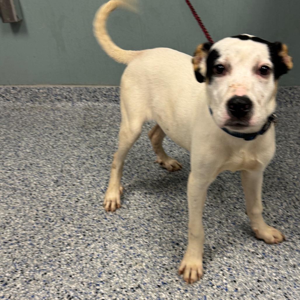 Enlarge Chico, a Adoptable Retriever in Greenville, SC image 2/5
