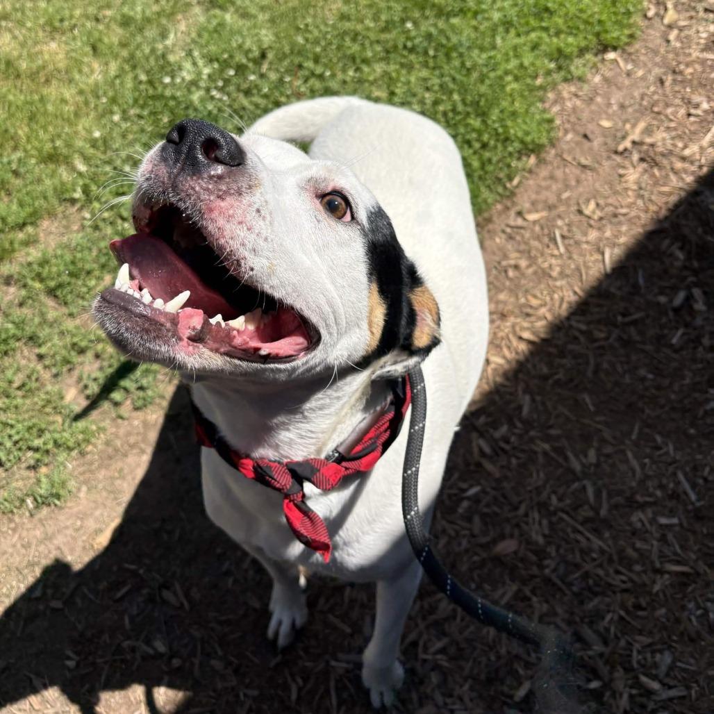 Enlarge Chico, a Adoptable Retriever in Greenville, SC image 5/5