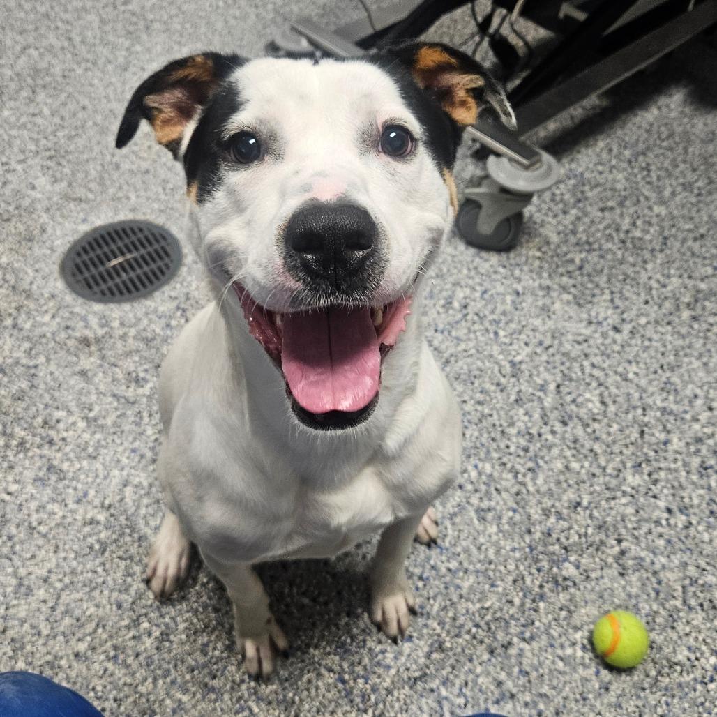 Enlarge Chico, a Adoptable Retriever in Greenville, SC image 6/6