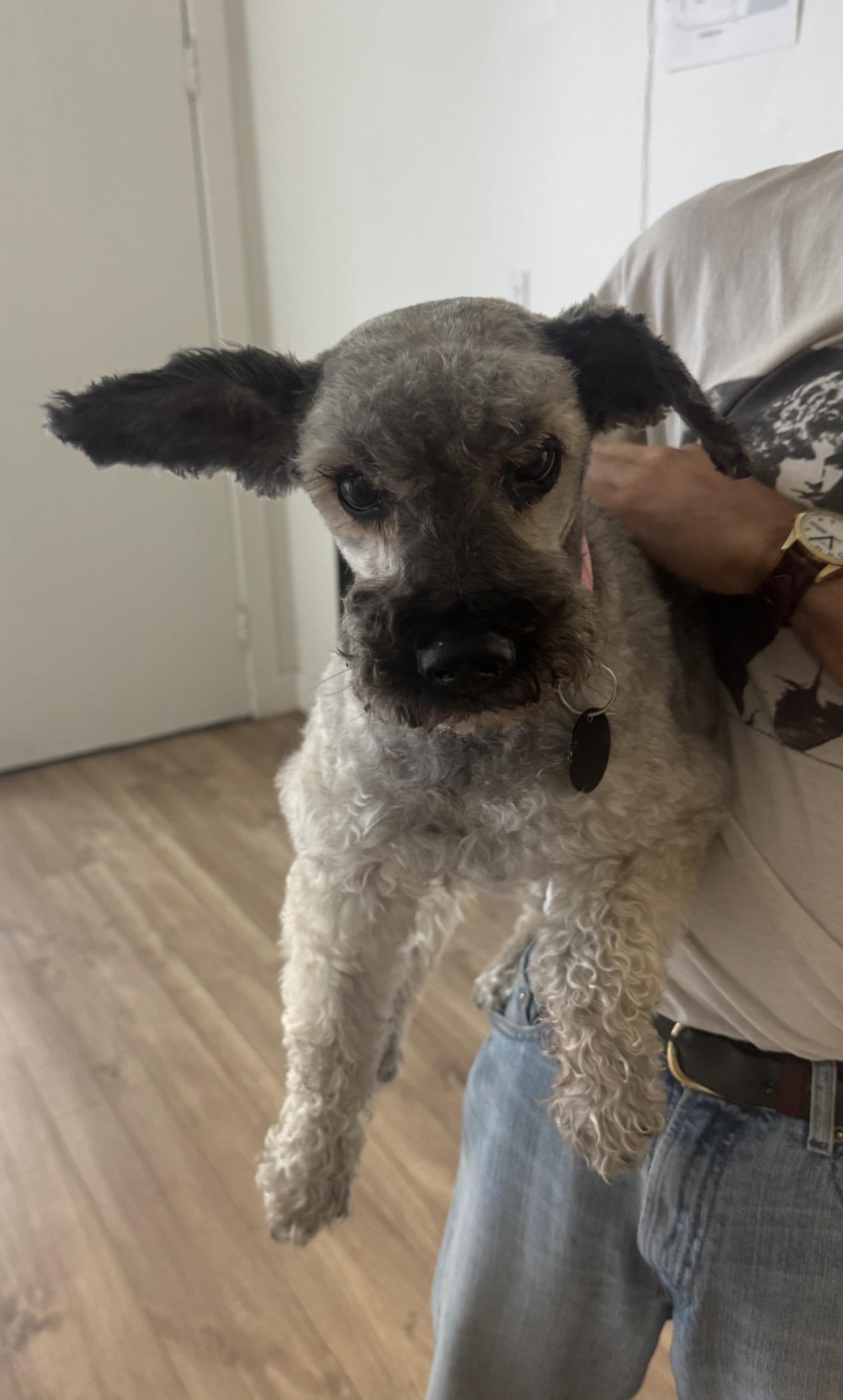 Scrabble, ADOPTABLE, Senior Female Miniature Poodle & Schnauzer.