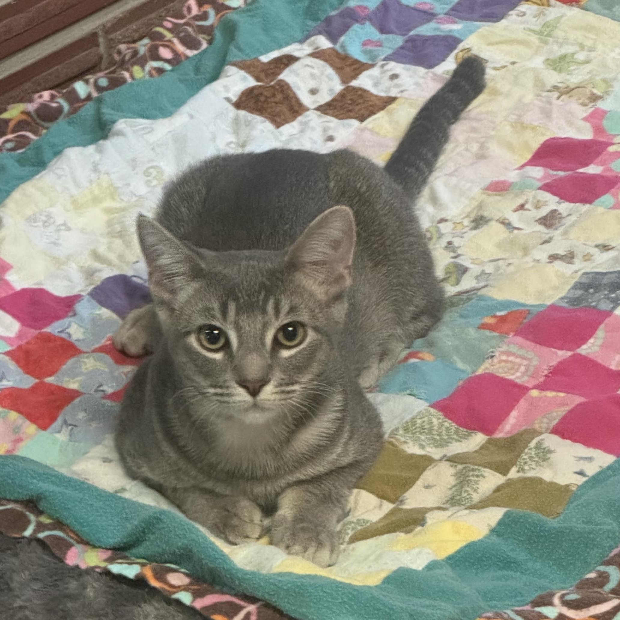 Jerri, adoptable, Kitten Male Tabby & Domestic Short Hair.