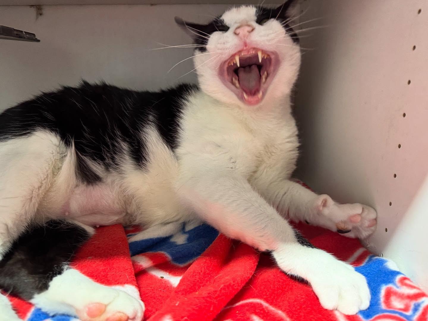 Big Kahuna, Adoptable, Young Male Domestic Short Hair.