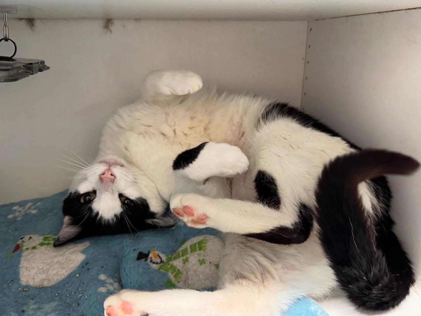 Big Kahuna, Young Male Domestic Short Hair