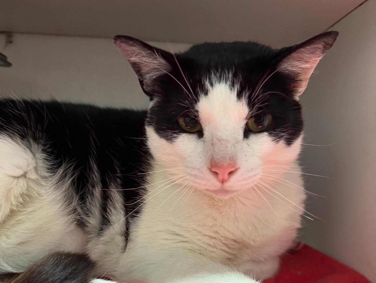 Big Kahuna, a Adoptable Domestic Short Hair in Levittown, PA image 3/5