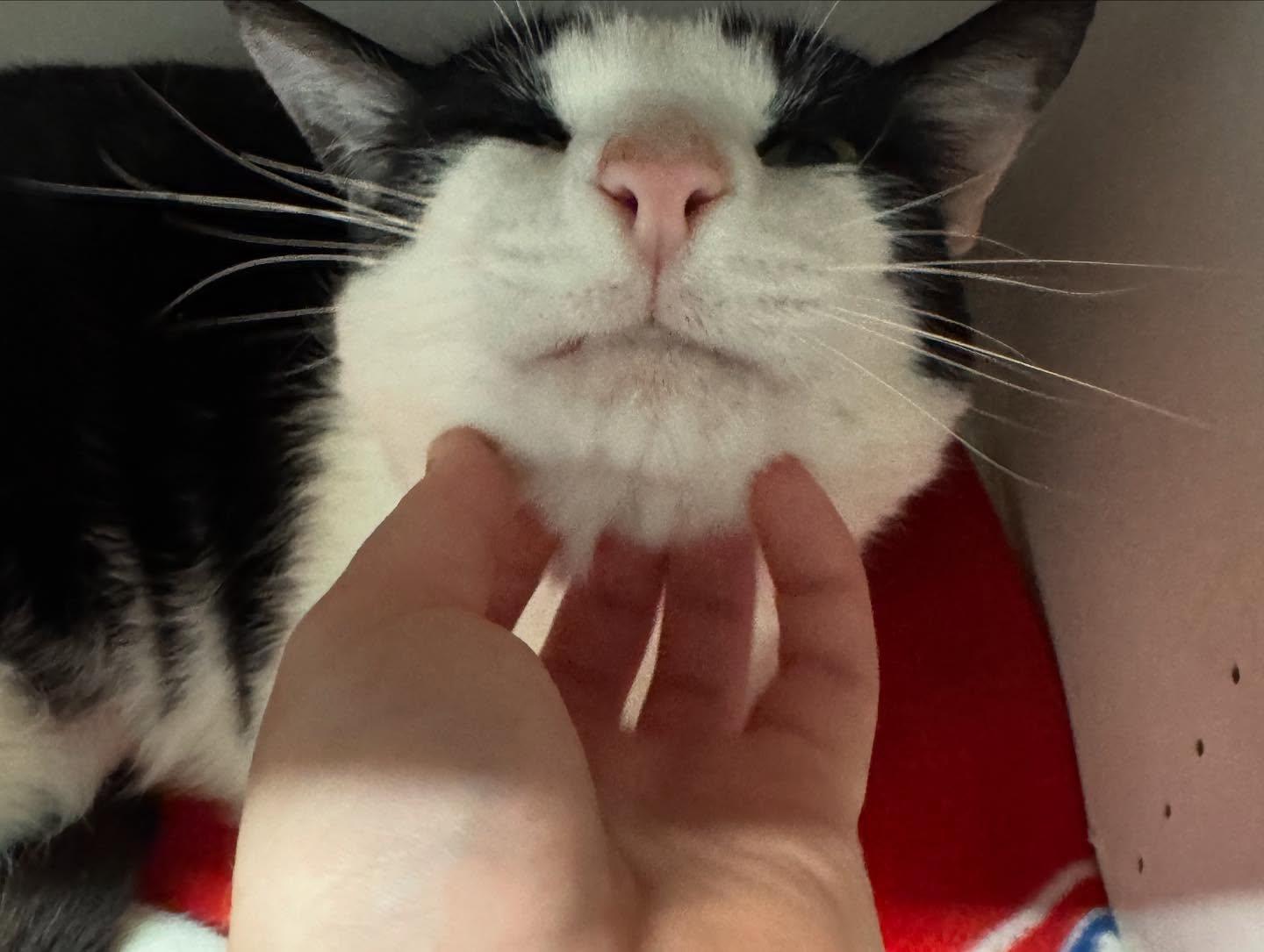 Big Kahuna, a Adoptable Domestic Short Hair in Levittown, PA image 4/5