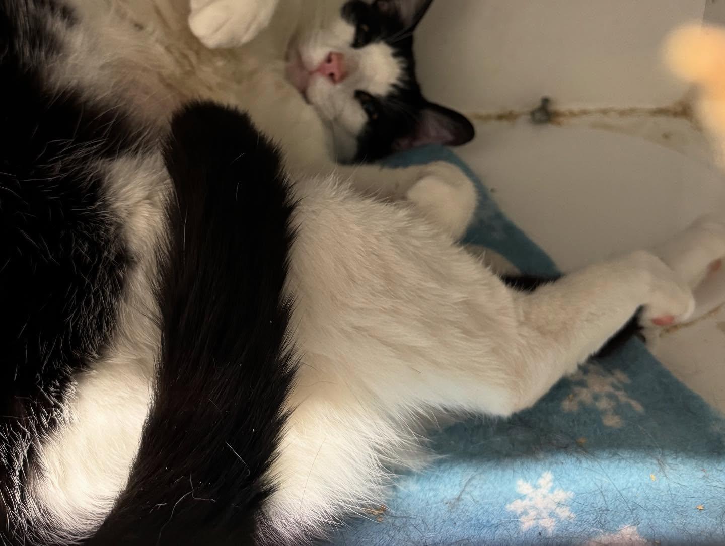 Big Kahuna, a Adoptable Domestic Short Hair in Levittown, PA image 5/5