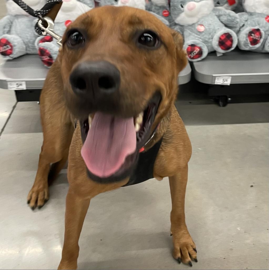 Madison, Adoptable, Adult Female Mixed Breed.