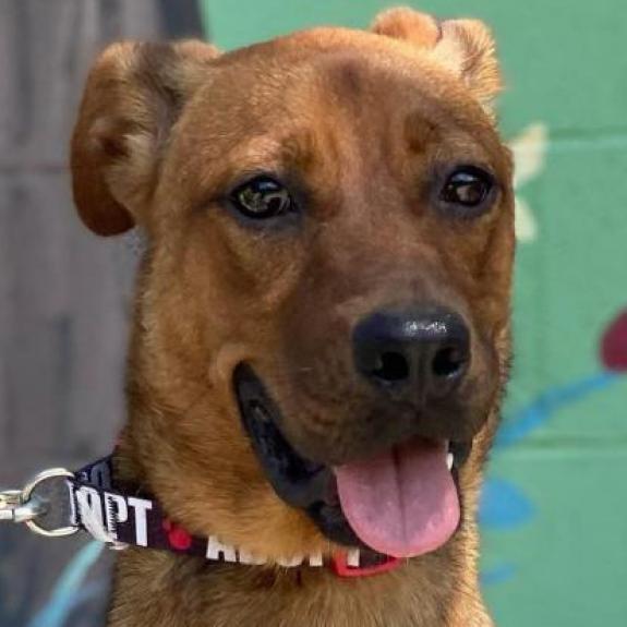 Madison, a Adoptable Mixed Breed in Laredo, TX image 4/6