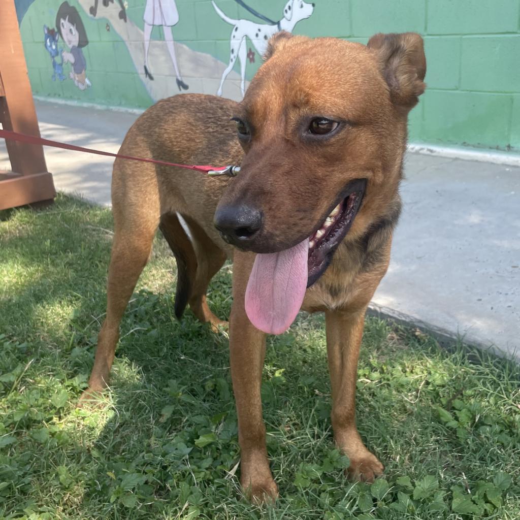 Madison, a Adoptable Mixed Breed in Laredo, TX image 6/6