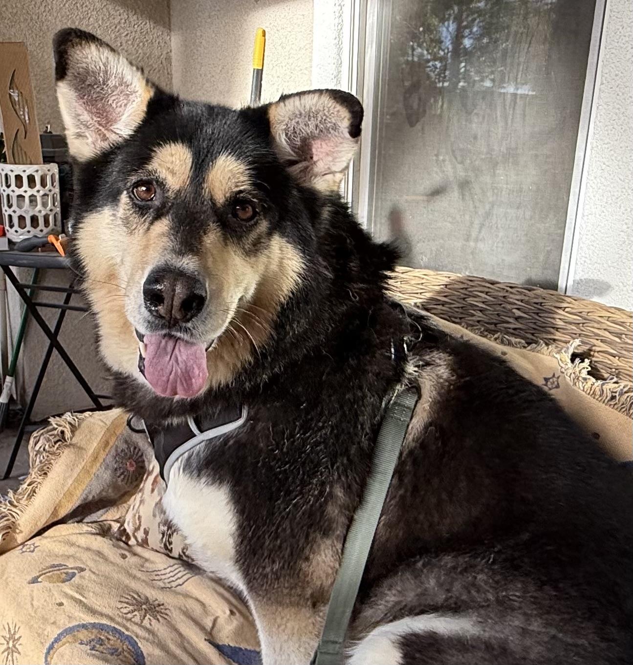 Enlarge Bean, a ADOPTABLE Siberian Husky in Menifee, CA image 5/6