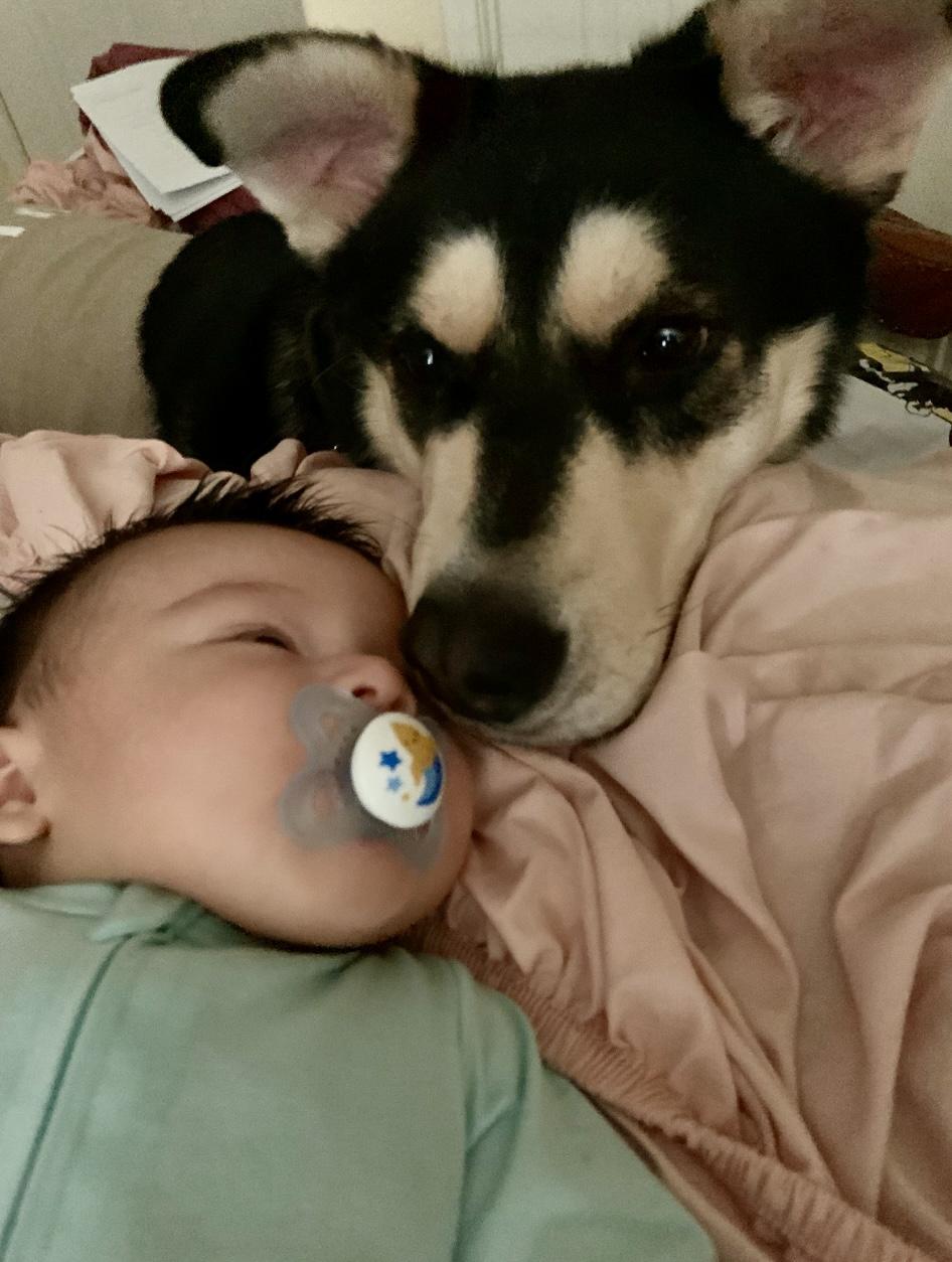 Enlarge Bean, a ADOPTABLE Siberian Husky in Menifee, CA image 6/6