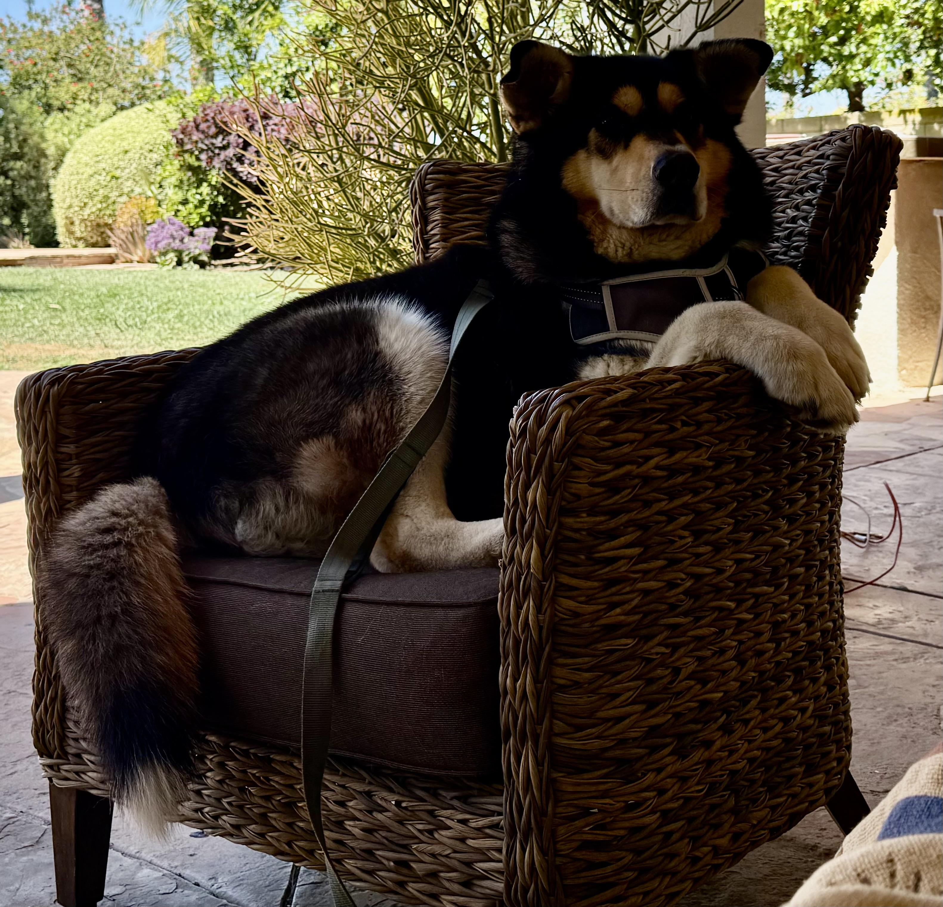 Enlarge Bean, a ADOPTABLE Siberian Husky in Menifee, CA image 2/6