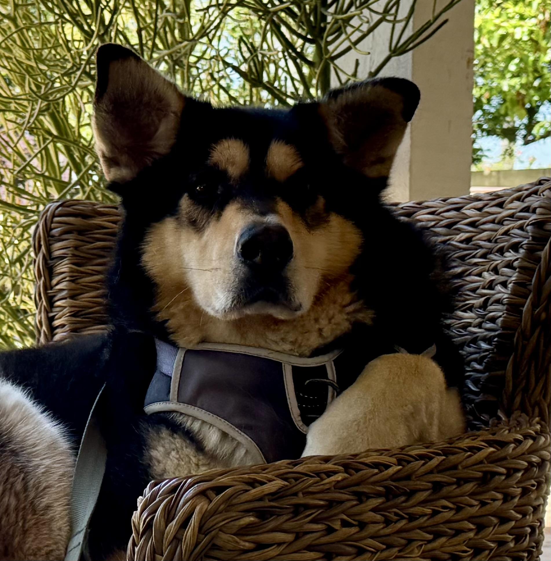 Enlarge Bean, a ADOPTABLE Siberian Husky in Menifee, CA image 4/6