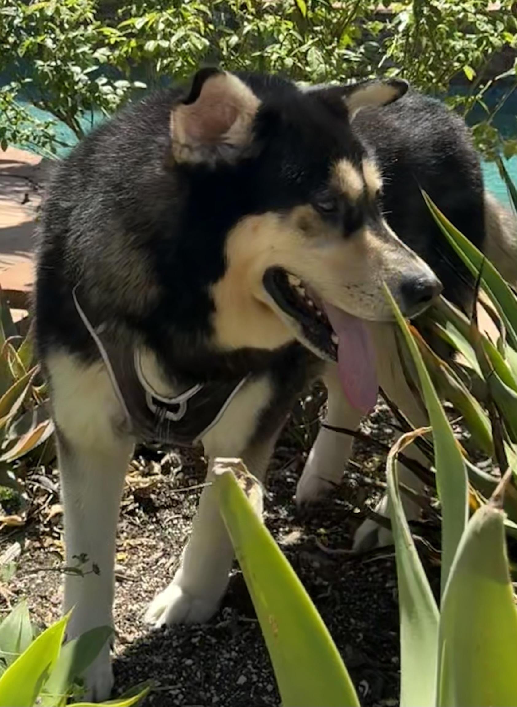 Enlarge Bean, a ADOPTABLE Siberian Husky in Menifee, CA image 3/6