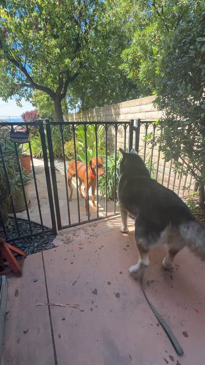 Enlarge Bean, a ADOPTABLE Siberian Husky in Menifee, CA video 1/6