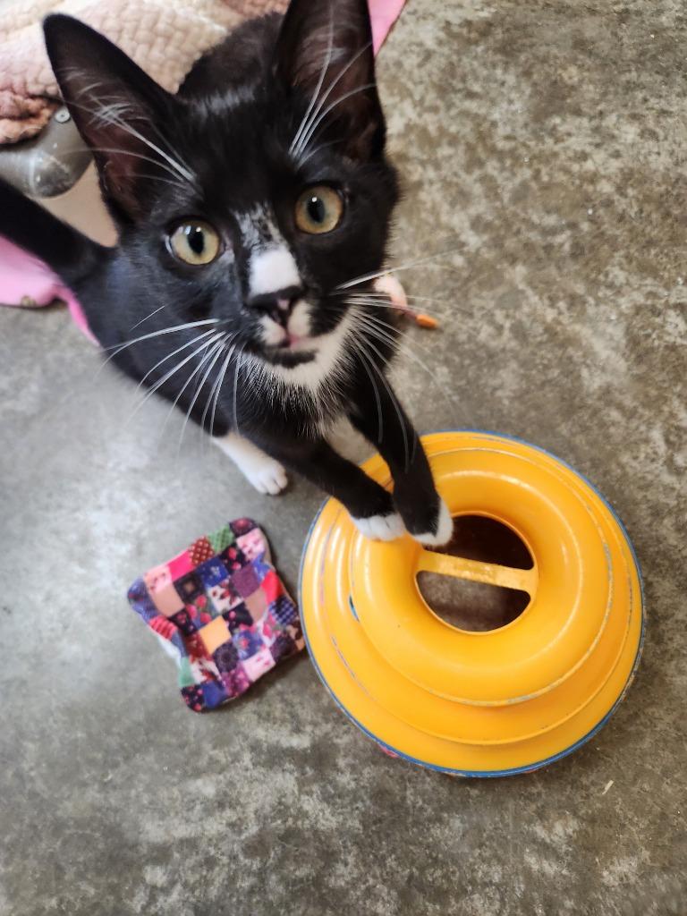 French Vanilla, Adoptable, Young Female Domestic Short Hair.