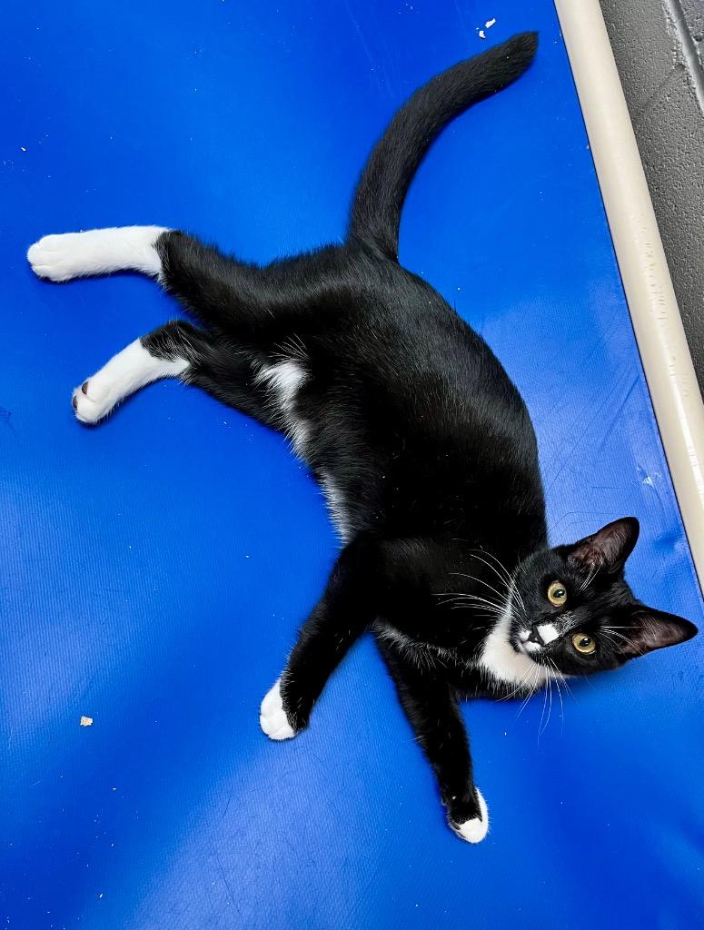 Enlarge French Vanilla, a Adoptable mixed breed in Clinton, SC image 3/3