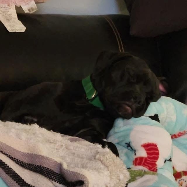 Enlarge Shadow, a Adoptable mixed breed in Midland, MI image 5/6