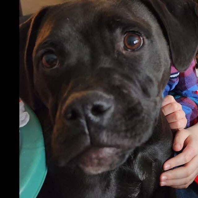 Enlarge Shadow, a Adoptable mixed breed in Midland, MI image 2/6