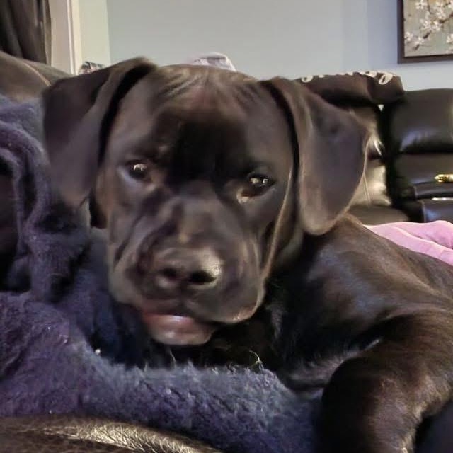 Enlarge Shadow, a Adoptable mixed breed in Midland, MI image 1/6
