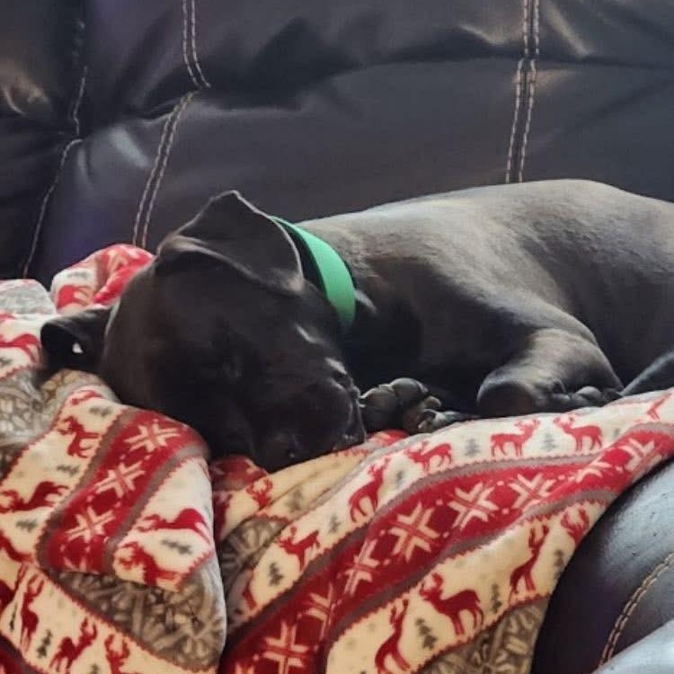 Enlarge Shadow, a Adoptable mixed breed in Midland, MI image 3/6