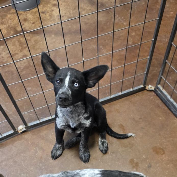 Winton, Adoptable, Puppy Male Husky & Cattle Dog.