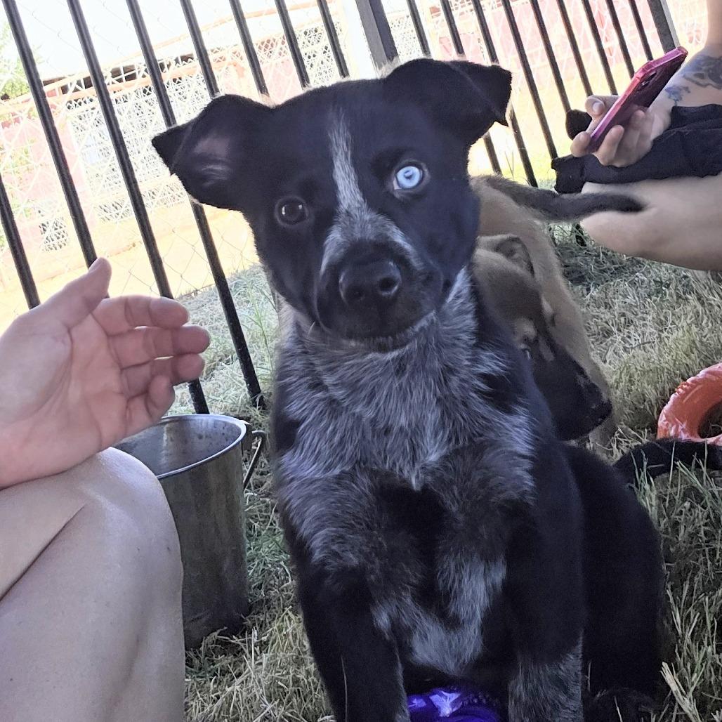 Enlarge Winton, a Adoptable mixed breed in Midland, TX image 2/2