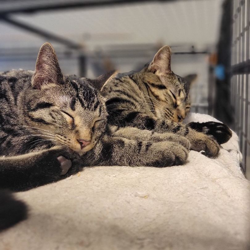 Thumbtack, a Adoptable Domestic Short Hair in Swartz Creek, MI image 3/6