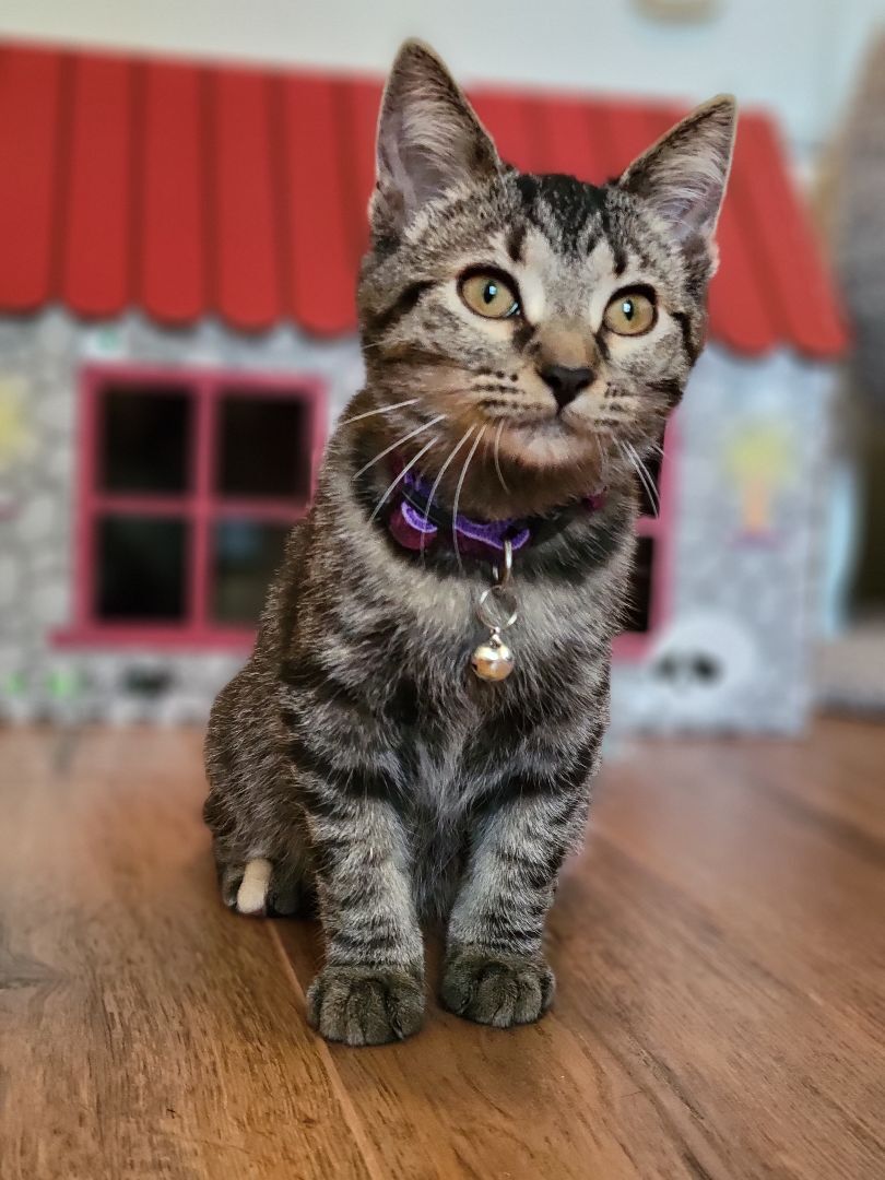 Thumbtack, a Adoptable Domestic Short Hair in Swartz Creek, MI image 4/6