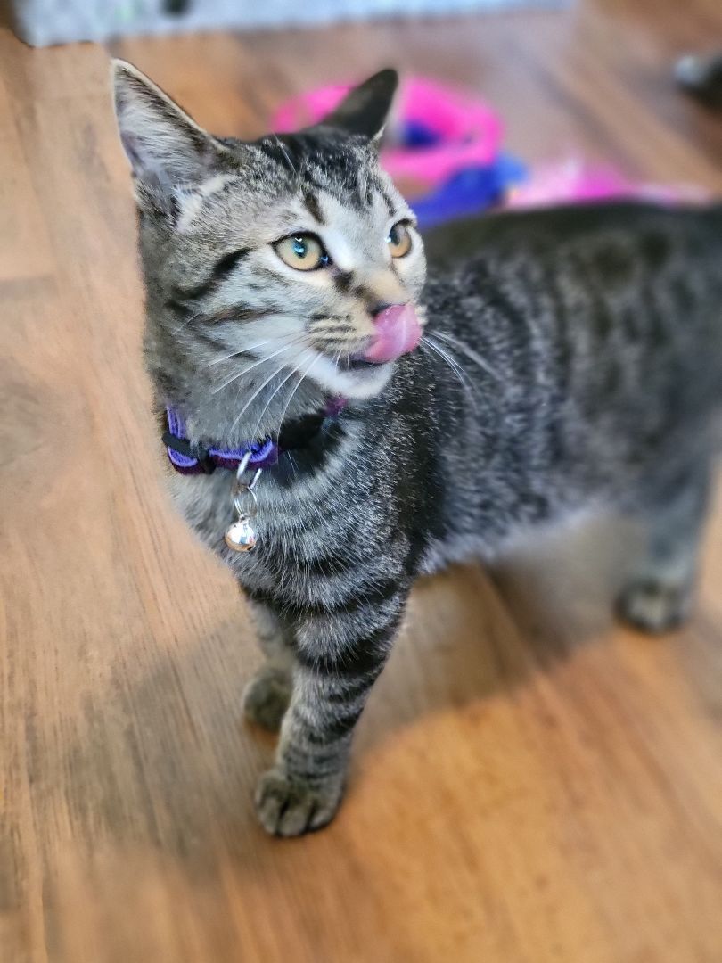 Thumbtack, a Adoptable Domestic Short Hair in Swartz Creek, MI image 5/6