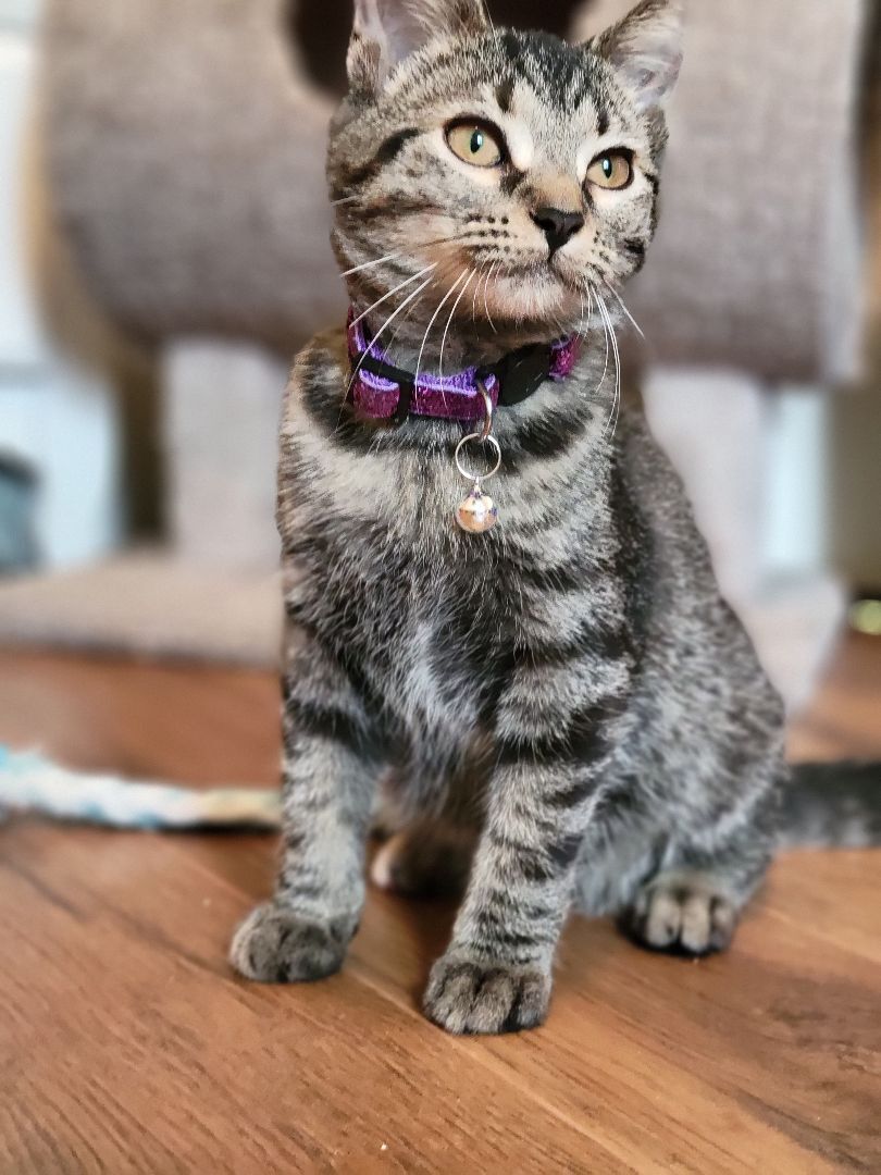 Thumbtack, a Adoptable Domestic Short Hair in Swartz Creek, MI image 6/6