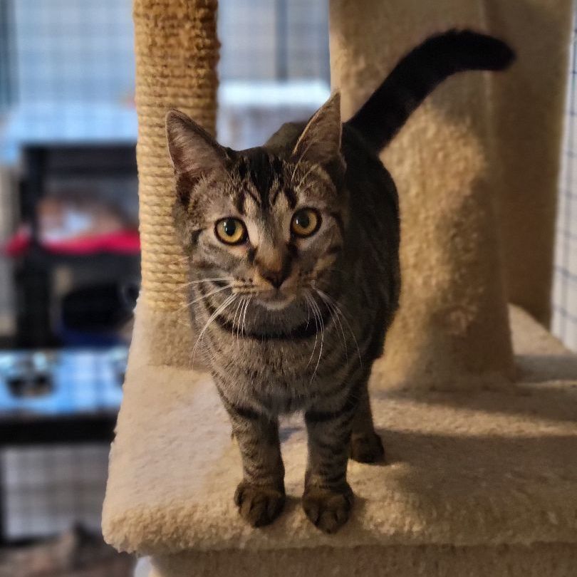 Thumbtack, a Adoptable Domestic Short Hair in Swartz Creek, MI image 2/6