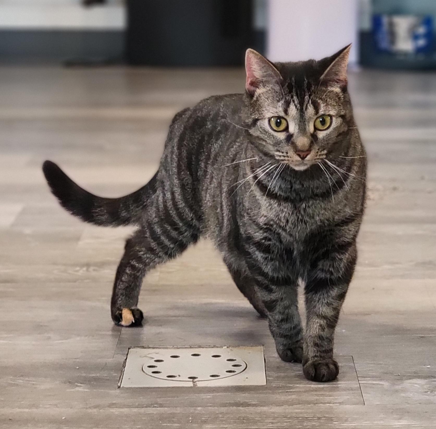 Thumbtack, a Adoptable Domestic Short Hair in Swartz Creek, MI image 1/6