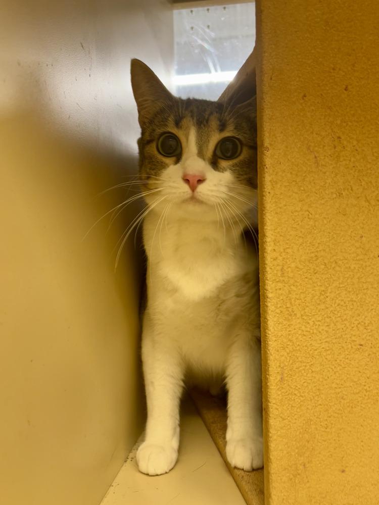 Nala, Adoptable, Adult Female Domestic Short Hair.