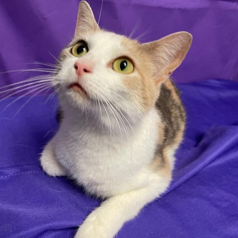 Janae, Adoptable, Young Female Domestic Short Hair.