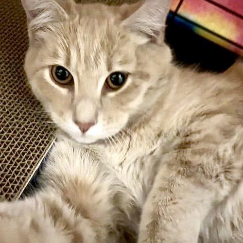 Mashed Potatoes, Adoptable, Young Male Domestic Short Hair.