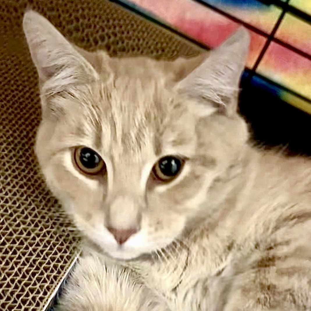 Enlarge Mashed Potatoes, a Adoptable Domestic Short Hair in Georgetown, KY image 2/3