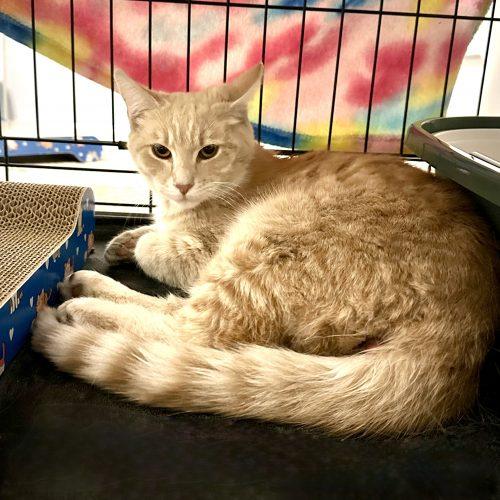 Enlarge Mashed Potatoes, a Adoptable Domestic Short Hair in Georgetown, KY image 3/3