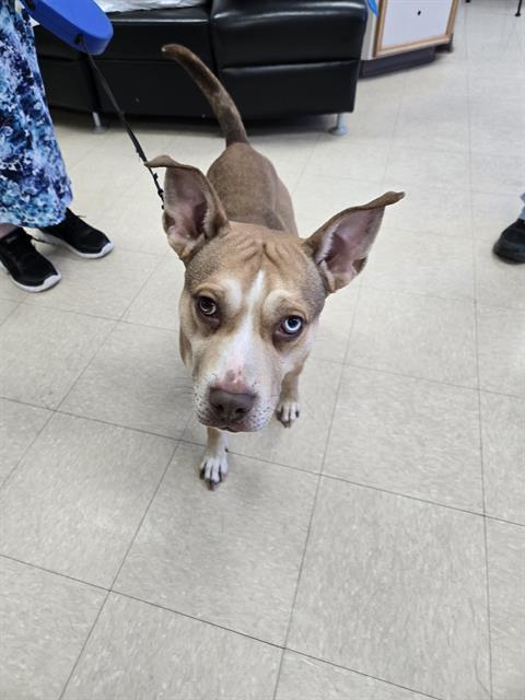 Enlarge WINSTON, a Adoptable mixed breed in Killeen, TX image 1/1