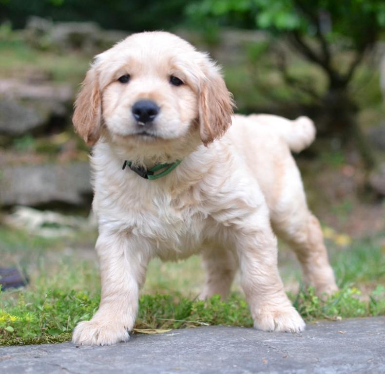 Enlarge Luke, a Adoptable Golden Retriever in White Plains, NY image 1/5